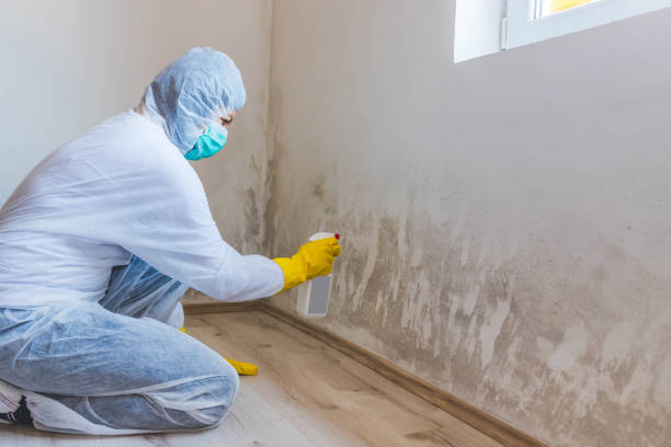 Licensed Mold Remediation service in Wilsonville, OR - WQB Mold Removal